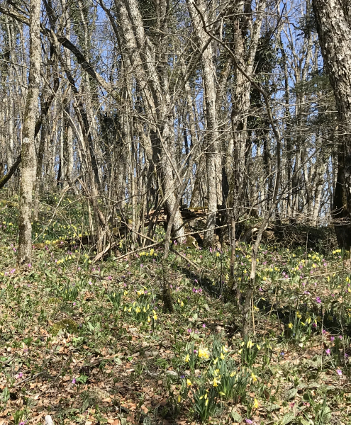 Pflanzenbild gross Osterglocke - Narcissus pseudonarcissus