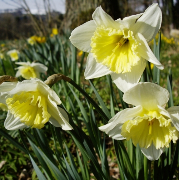 Pflanzenbild gross Osterglocke - Narcissus pseudonarcissus