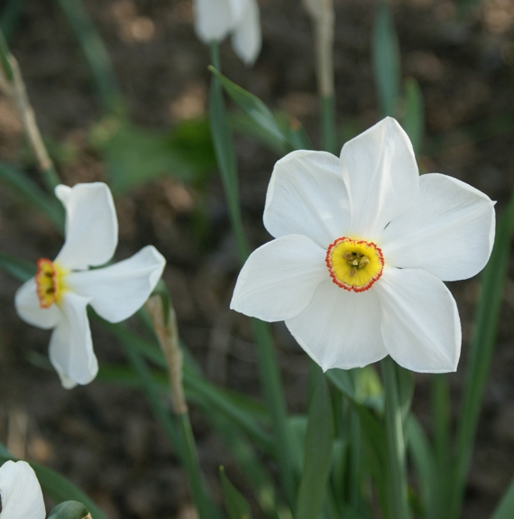 Pflanzenbild gross Weisse Narzisse - Narcissus poëticus aggr.