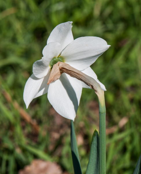 Pflanzenbild gross Weisse Narzisse - Narcissus poëticus aggr.