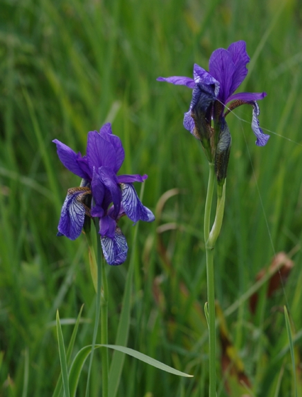 Pflanzenbild gross Sibirische Schwertlilie - Iris sibirica