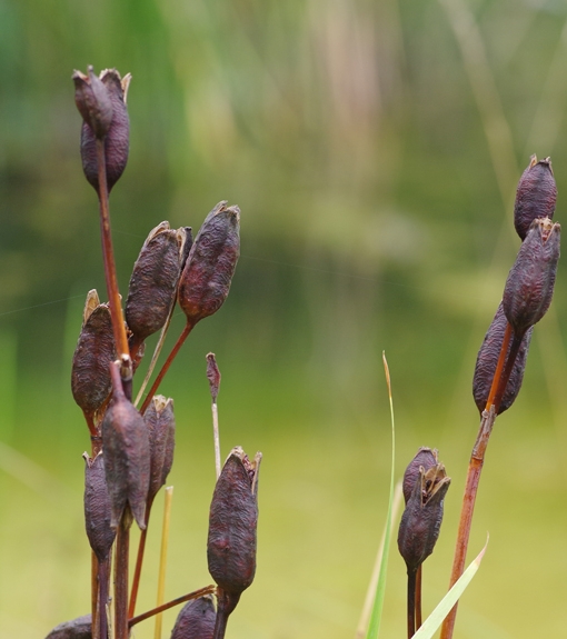 Pflanzenbild gross Sibirische Schwertlilie - Iris sibirica