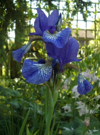 Pflanzenbild gross Sibirische Schwertlilie - Iris sibirica