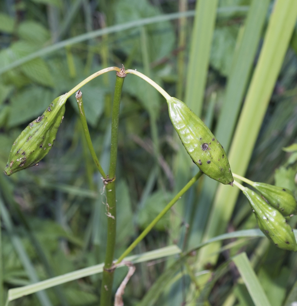 Pflanzenbild gross Gelbe Schwertlilie - Iris pseudacorus
