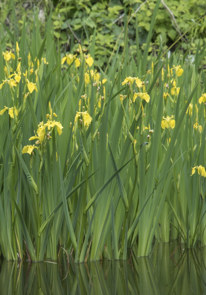 Pflanzenbild gross Gelbe Schwertlilie - Iris pseudacorus