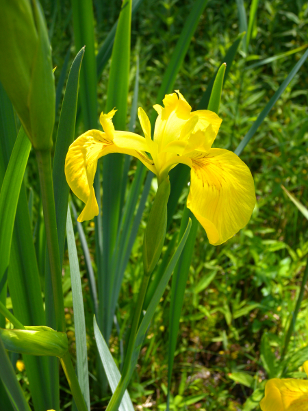 Pflanzenbild gross Gelbe Schwertlilie - Iris pseudacorus