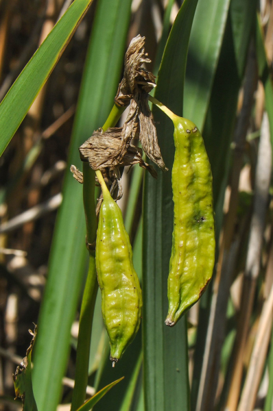 Pflanzenbild gross Gelbe Schwertlilie - Iris pseudacorus