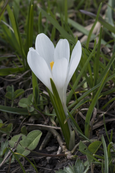 Pflanzenbild gross Frühlings-Krokus - Crocus albiflorus