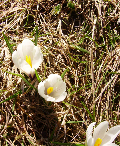 Pflanzenbild gross Frühlings-Krokus - Crocus albiflorus