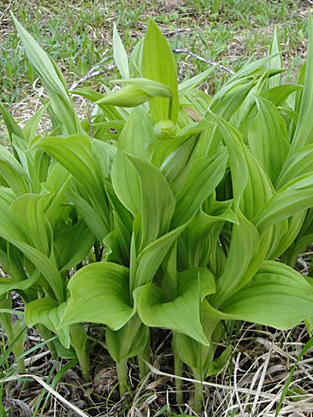 Pflanzenbild gross Frauenschuh - Cypripedium calceolus