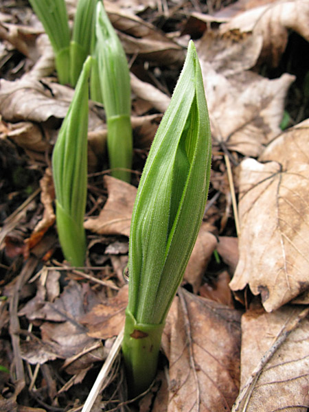 Pflanzenbild gross Frauenschuh - Cypripedium calceolus