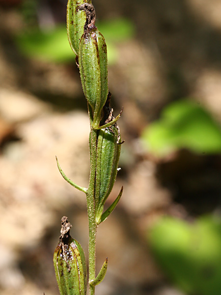Pflanzenbild gross Rotes Waldvögelein - Cephalanthera rubra
