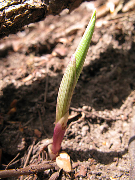 Pflanzenbild gross Rotes Waldvögelein - Cephalanthera rubra