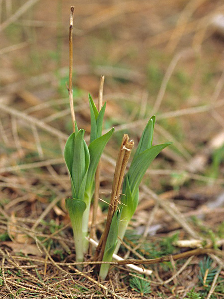 Pflanzenbild gross Weisses Waldvögelein - Cephalanthera damasonium