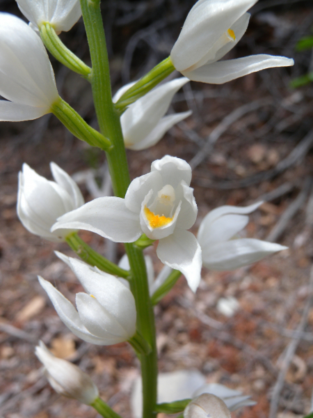 Pflanzenbild gross Langblättriges Waldvögelein - Cephalanthera longifolia