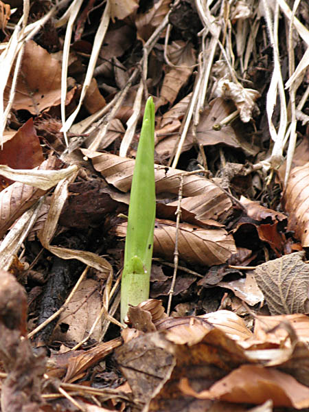 Pflanzenbild gross Langblättriges Waldvögelein - Cephalanthera longifolia