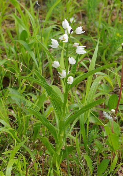 Pflanzenbild gross Langblättriges Waldvögelein - Cephalanthera longifolia