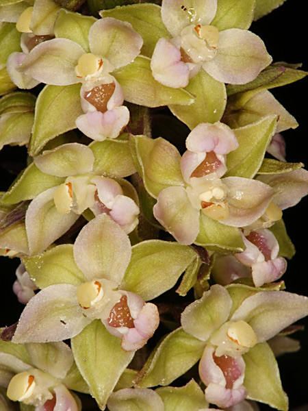 Pflanzenbild gross Violette Stendelwurz - Epipactis purpurata