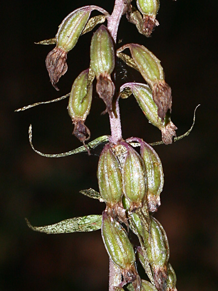 Pflanzenbild gross Violette Stendelwurz - Epipactis purpurata