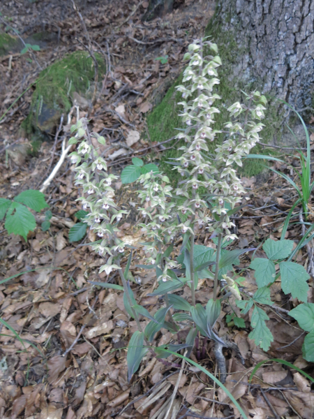 Pflanzenbild gross Violette Stendelwurz - Epipactis purpurata
