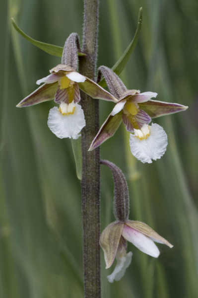 Pflanzenbild gross Sumpf-Stendelwurz - Epipactis palustris