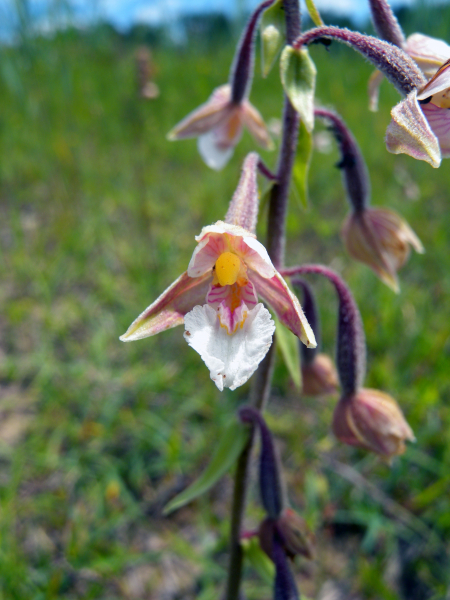 Pflanzenbild gross Sumpf-Stendelwurz - Epipactis palustris