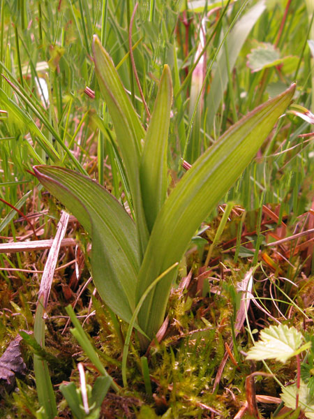 Pflanzenbild gross Sumpf-Stendelwurz - Epipactis palustris