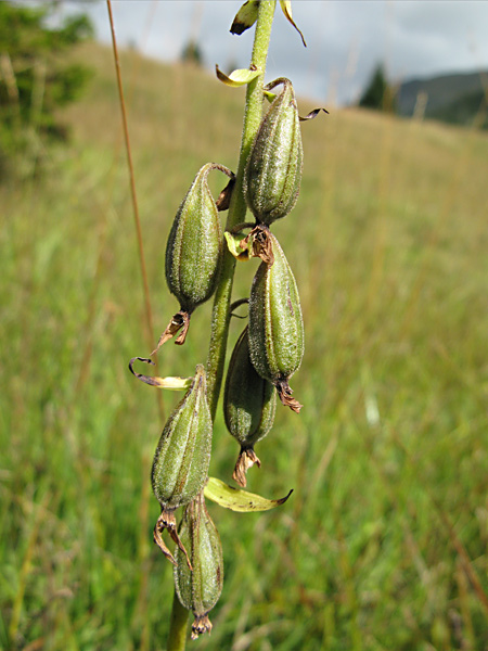 Pflanzenbild gross Sumpf-Stendelwurz - Epipactis palustris