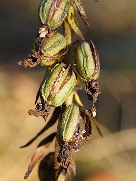 Pflanzenbild gross Gewöhnliche Breitblättrige Stendelwurz - Epipactis helleborine