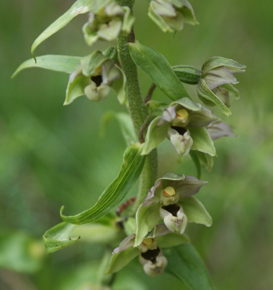 Pflanzenbild gross Gewöhnliche Breitblättrige Stendelwurz - Epipactis helleborine
