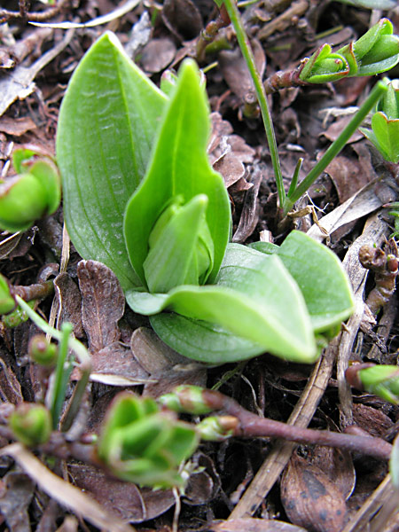 Pflanzenbild gross Grüne Hohlzunge - Coeloglossum viride
