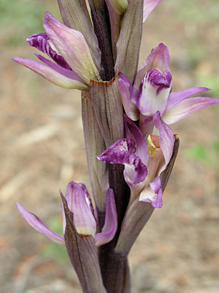 Pflanzenbild gross Dingel - Limodorum abortivum