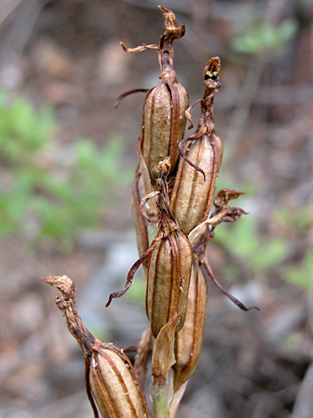 Pflanzenbild gross Dingel - Limodorum abortivum
