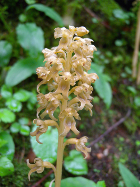 Pflanzenbild gross Nestwurz - Neottia nidus-avis