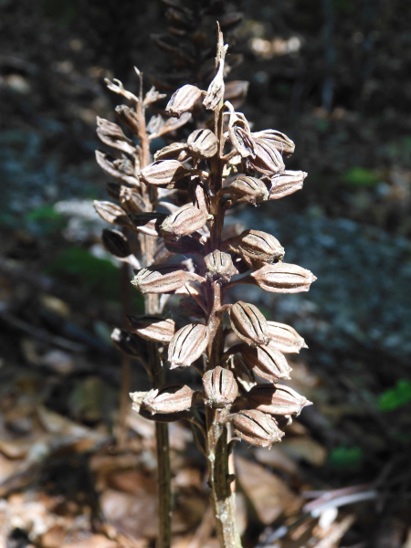 Pflanzenbild gross Nestwurz - Neottia nidus-avis