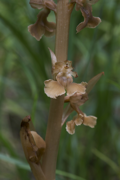 Pflanzenbild gross Nestwurz - Neottia nidus-avis