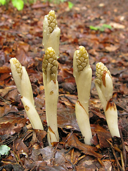 Pflanzenbild gross Nestwurz - Neottia nidus-avis