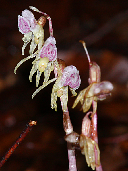 Pflanzenbild gross Widerbart - Epipogium aphyllum