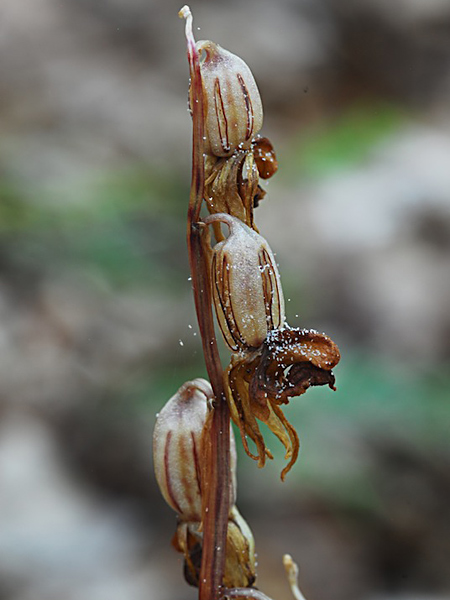 Pflanzenbild gross Widerbart - Epipogium aphyllum