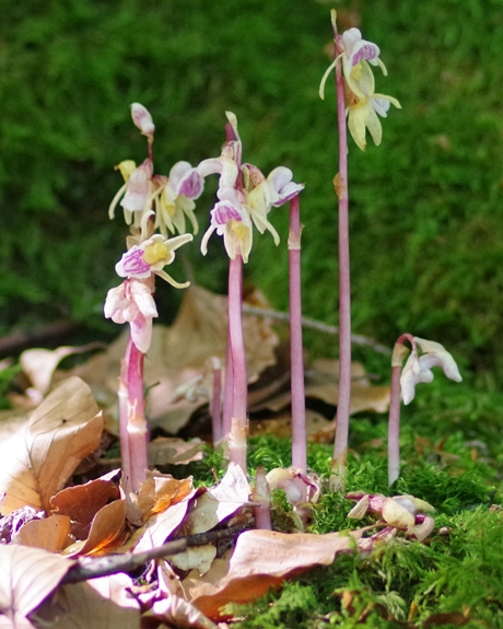 Pflanzenbild gross Widerbart - Epipogium aphyllum