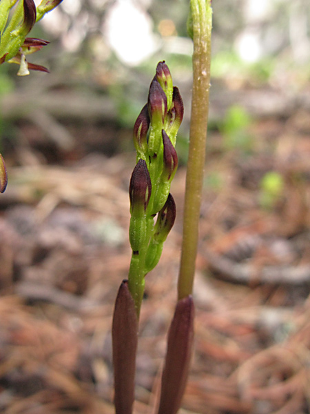 Pflanzenbild gross Korallenwurz - Corallorhiza trifida