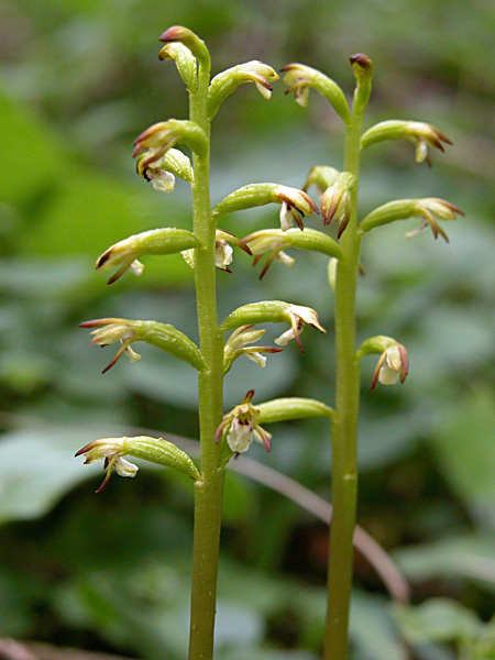Pflanzenbild gross Korallenwurz - Corallorhiza trifida