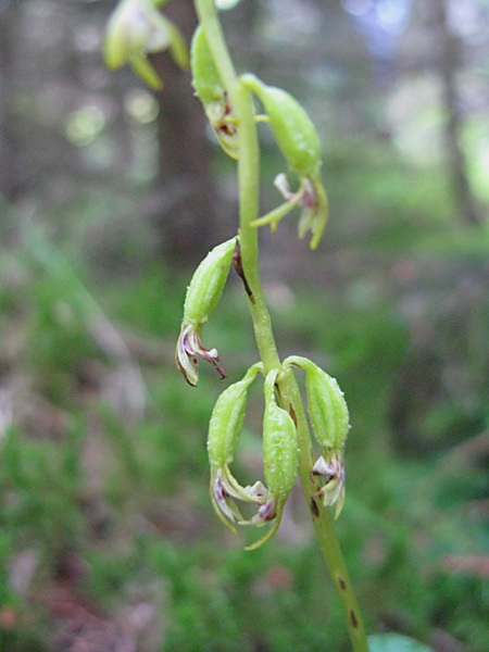 Pflanzenbild gross Korallenwurz - Corallorhiza trifida