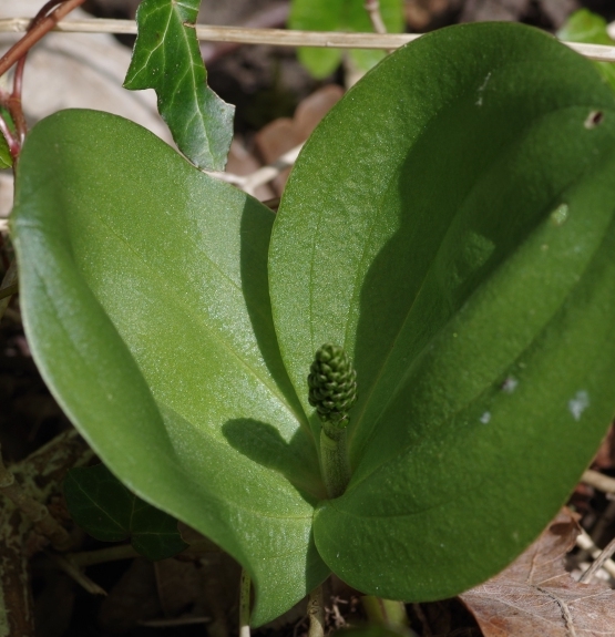 Pflanzenbild gross Grosses Zweiblatt - Listera ovata