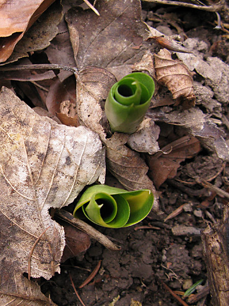 Pflanzenbild gross Grosses Zweiblatt - Listera ovata