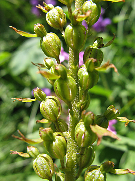 Pflanzenbild gross Grosses Zweiblatt - Listera ovata