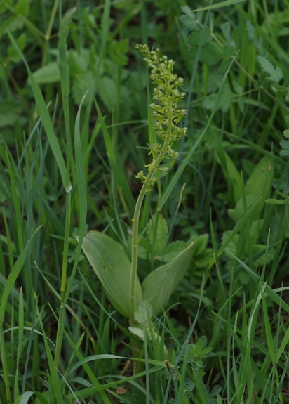 Pflanzenbild gross Grosses Zweiblatt - Listera ovata