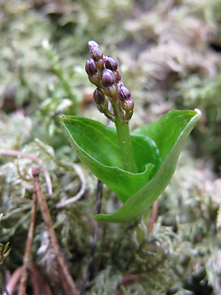 Pflanzenbild gross Kleines Zweiblatt - Listera cordata