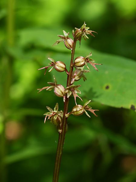 Pflanzenbild gross Kleines Zweiblatt - Listera cordata