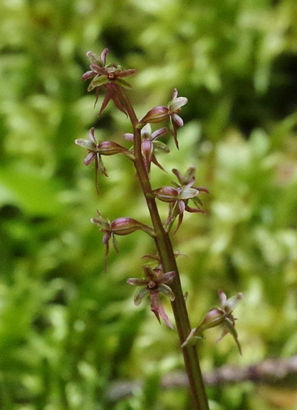 Pflanzenbild gross Kleines Zweiblatt - Listera cordata